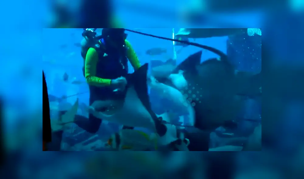 Un video viral de Facebook registró el momento en que un buzo es atacado por una mantayarra. Un video viral de Facebook registró el momento en que un buzo es atacado por una mantayarra.