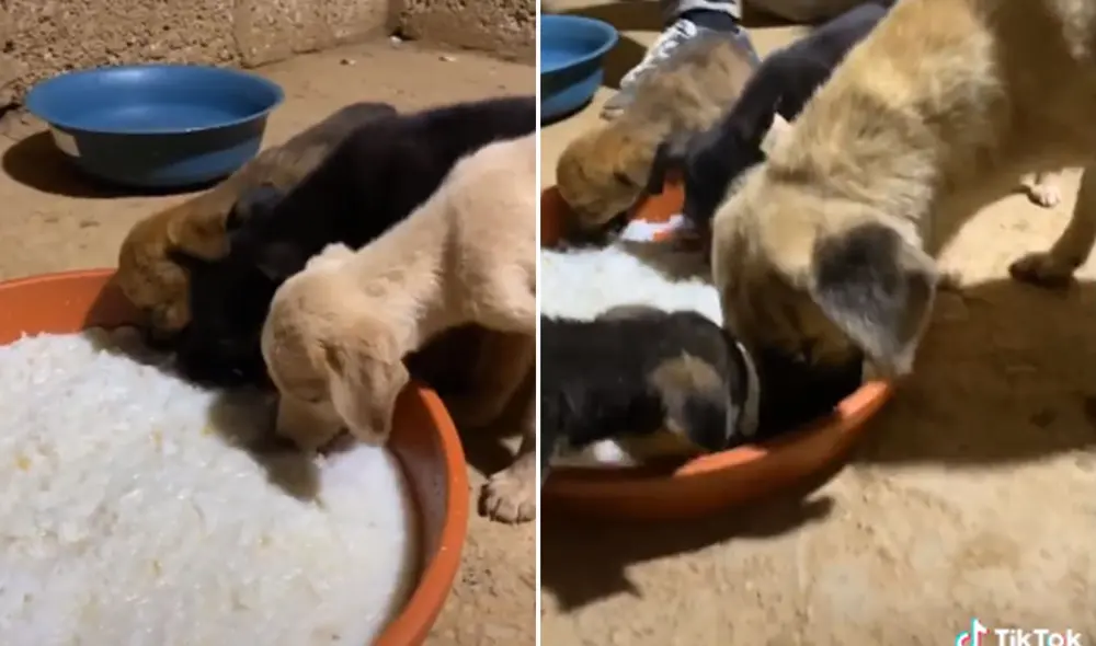Desliza las imágenes para conocer más de este conmovedor momento entre una perrita y sus cachorros. Foto: captura de TikTok Desliza las imágenes para conocer más de este conmovedor momento entre una perrita y sus cachorros. Foto: captura de TikTok