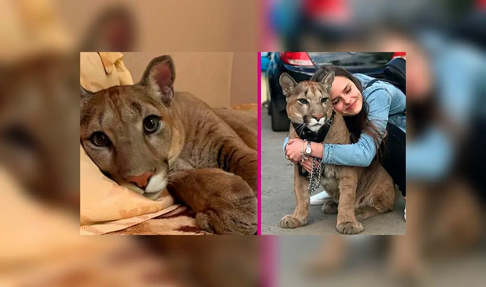 Puma rescatado de zoológico vive como un gato engreído Puma rescatado de zoológico vive como un gato engreído
