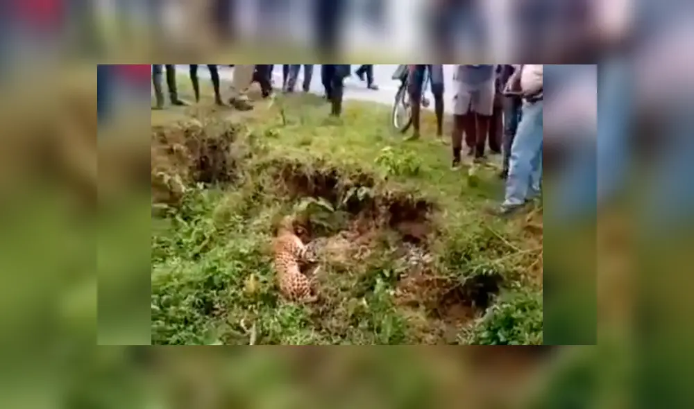 Vecinos se acercan a leopardo ‘muerto’ para tomarle foto y sucede lo peor. Vecinos se acercan a leopardo ‘muerto’ para tomarle foto y sucede lo peor.