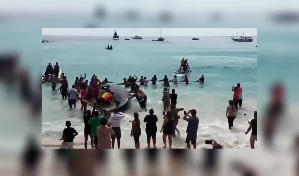 En Facebook, el rescate que hicieron un grupo de bañistas a una ballena se ha viralizado. En Facebook, el rescate que hicieron un grupo de bañistas a una ballena se ha viralizado.