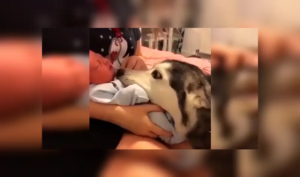 Vía Facebook. Los papás del bebé llamaron a su perro para presentarle al nuevo miembro de la familia y quedaron sorprendidos con la peculiar emotiva conducta del can