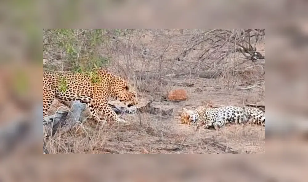 Desliza para ver los detalles del video viral de YouTube. Foto: Captura.