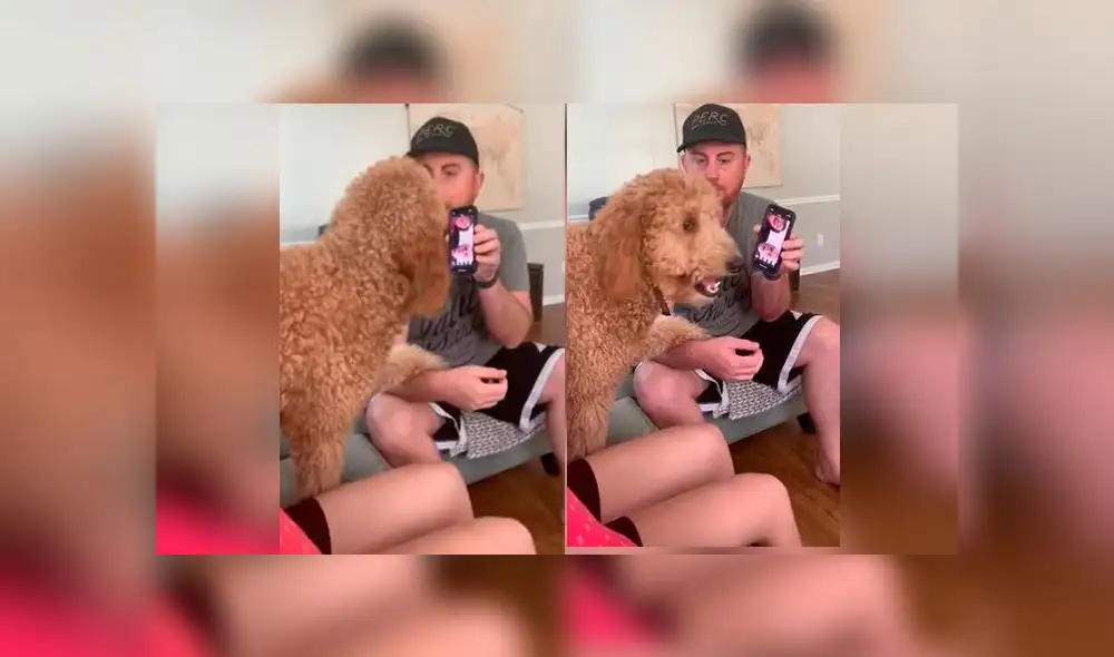 Desliza las imágenes para ver la emotiva reacción que tuvo un perro al escuchar la voz de sus dueños quienes fueron puestos en cuarentena. Foto: RM Videos Desliza las imágenes para ver la emotiva reacción que tuvo un perro al escuchar la voz de sus dueños quienes fueron puestos en cuarentena. Foto: RM Videos