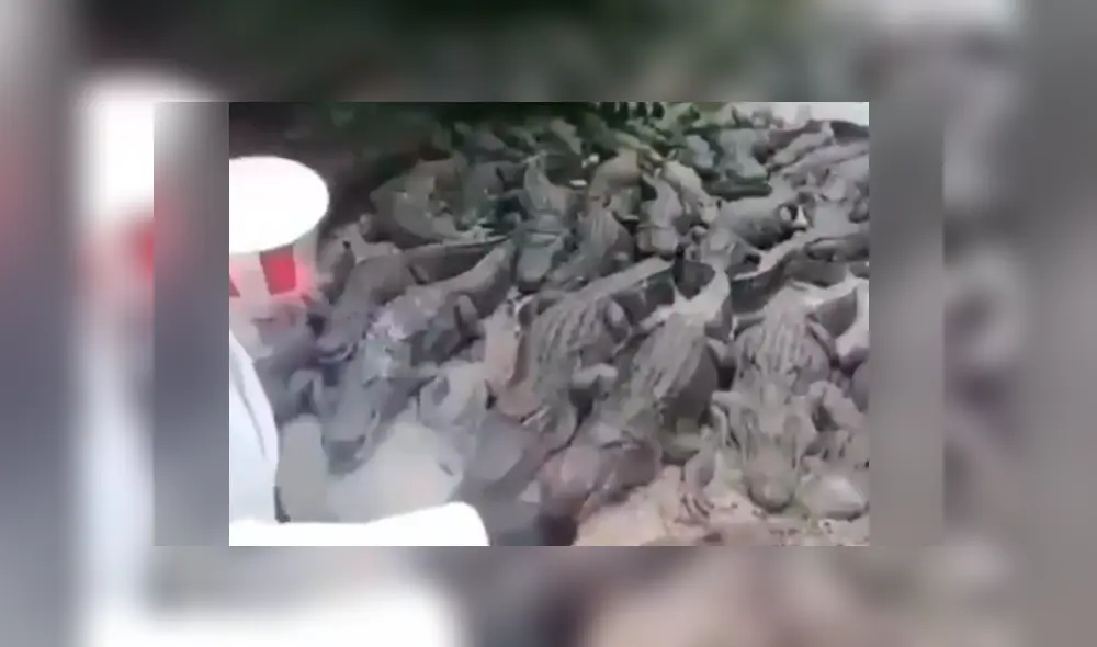 Los depredadores actuaron de una inusual manera al ver al hombre. Foto: captura