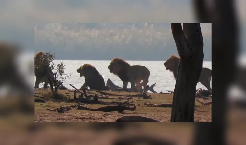 Desliza para ver las impactantes imágenes de este combate. Foto: Kruger Sightings / YouTube