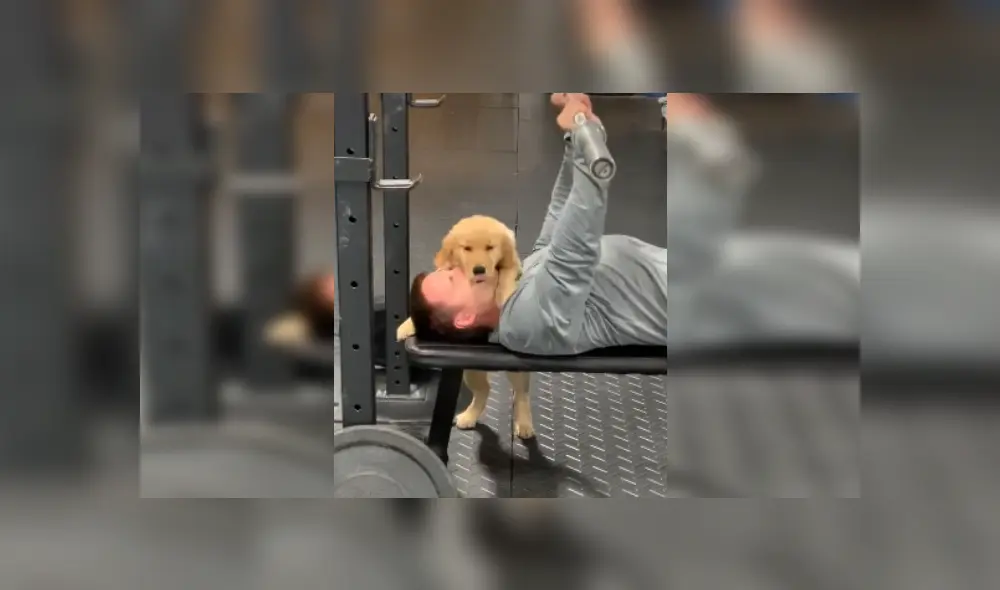 Desliza las imágenes para ver más detalles de este tierno perro que interrumpió a su dueño con tiernos 'besos'. (Foto: captura / TikTok)