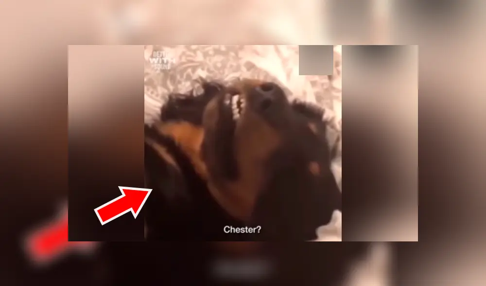 Facebook viral: hombre regaña a su perro por travesura y can finge su muerte 