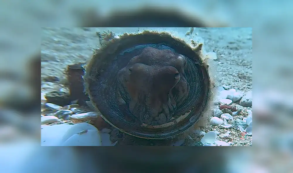 Desliza para ver los detalles de este video viral publicado en YouTube. Foto: Captura. Desliza para ver los detalles de este video viral publicado en YouTube. Foto: Captura.