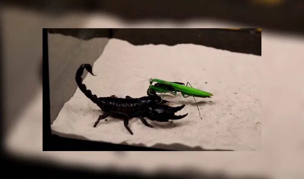 Desliza para ver los momentos más impactantes de la feroz batalla entre las letales criaturas. Desliza para ver los momentos más impactantes de la feroz batalla entre las letales criaturas.