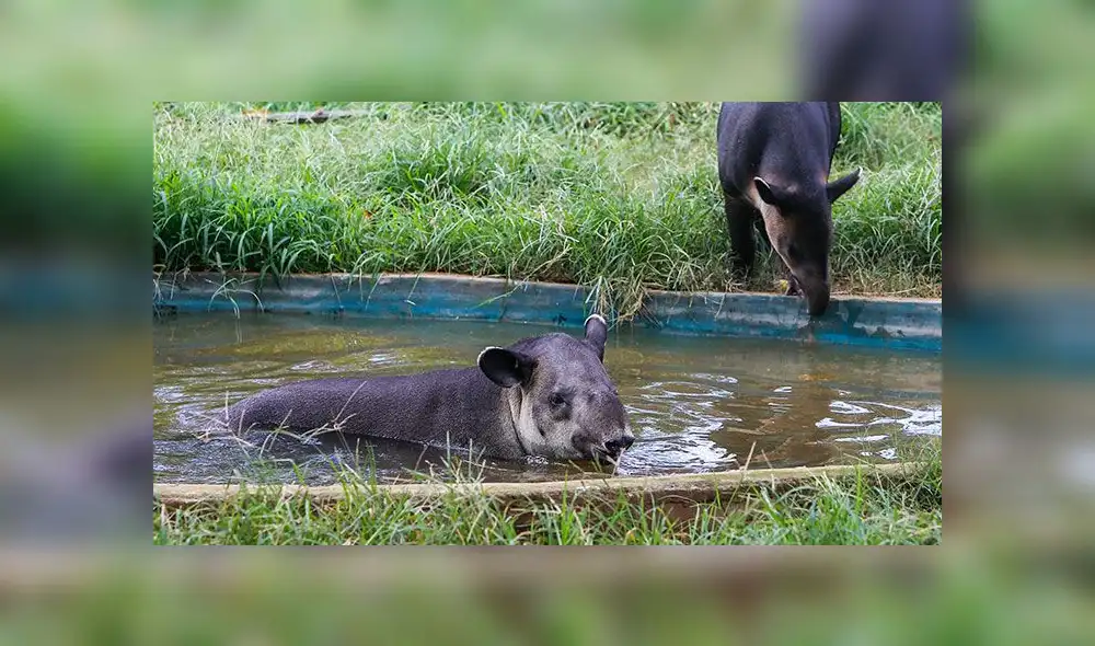 El tapir, mamífero autóctono de Sudamérica, continúa en peligro de extinción [FOTOS]