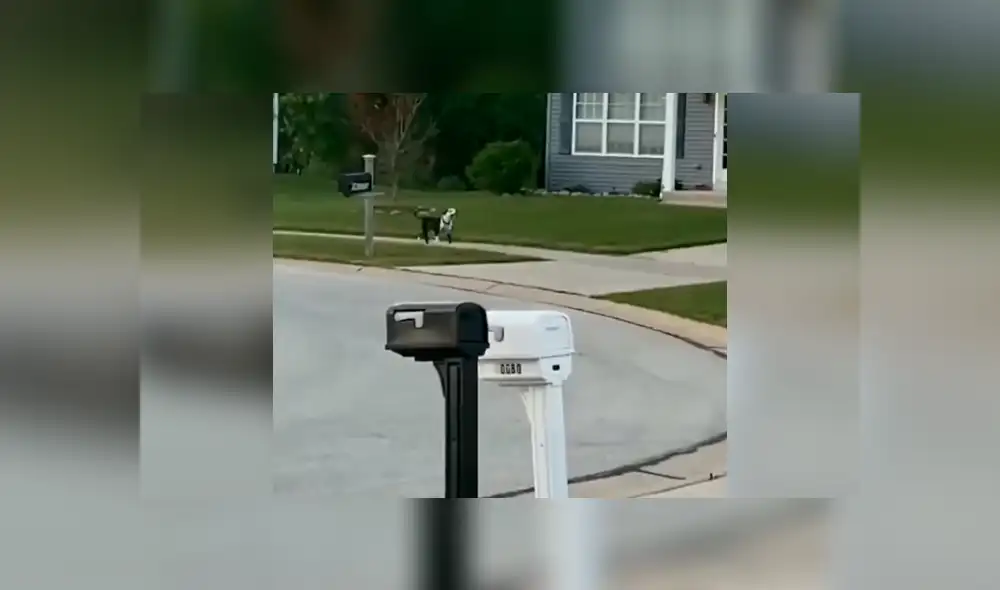 Desliza las imágenes hacia la izquierda para apreciar la singular acción de un perro para volver a salir a la calle. Foto: Captura. Desliza las imágenes hacia la izquierda para apreciar la singular acción de un perro para volver a salir a la calle. Foto: Captura.