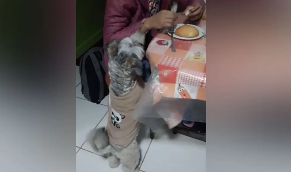 La cachorra vio que su dueña disfrutaba un poco de pan y esta también quiso comer un poco. Foto: captura de TikTok La cachorra vio que su dueña disfrutaba un poco de pan y esta también quiso comer un poco. Foto: captura de TikTok