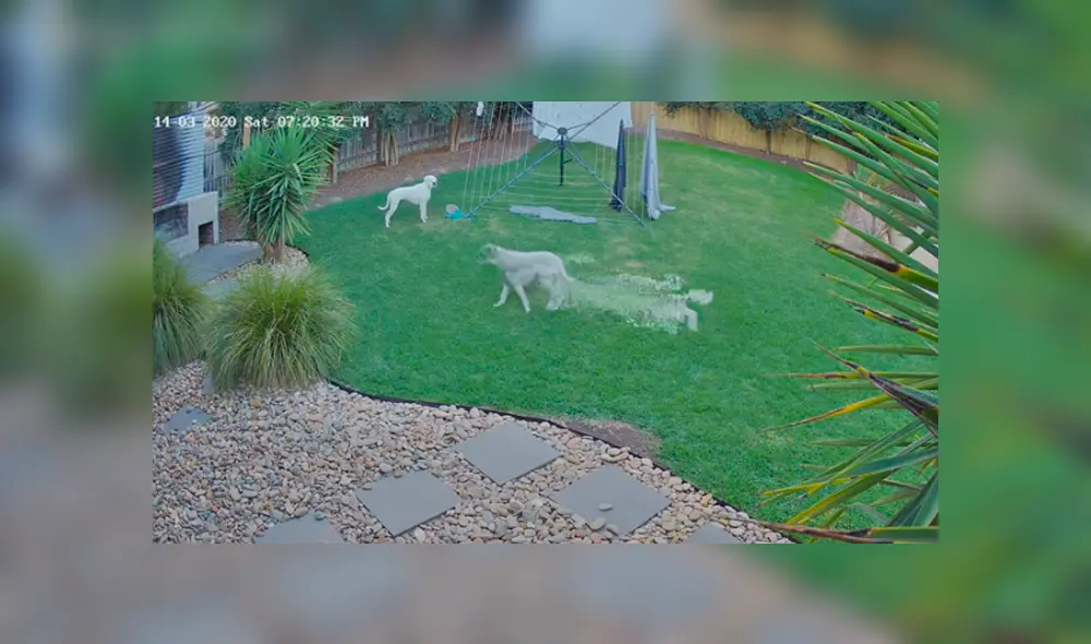 Desliza hacia la izquierda para ver lo que hicieron los perros. Imágenes del video viral de YouTube.