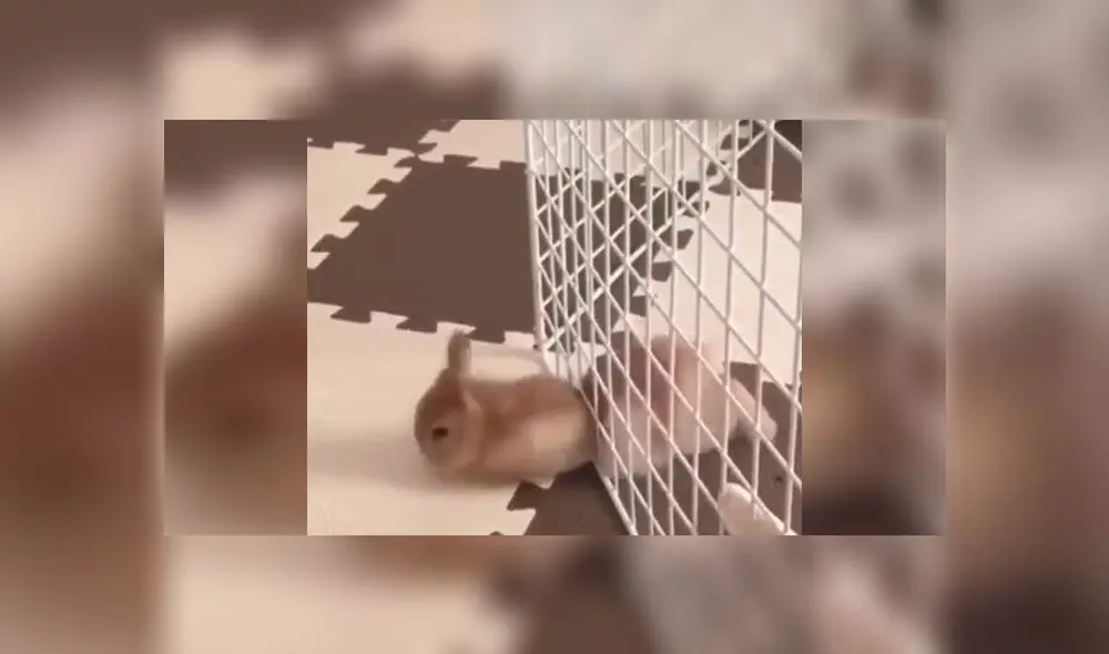 Desliza para descubrir qué hizo este pequeño conejo para volverse viral en Twitter. Foto: Captura Desliza para descubrir qué hizo este pequeño conejo para volverse viral en Twitter. Foto: Captura