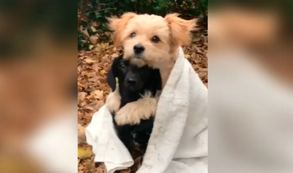 Desliza las imágenes para ver la amorosa escena que protagonizaron dos perros al demostrar su cariño. Foto: captura de Facebook