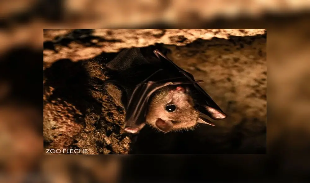 Mueren 57 animales por incendio en un zoológico de Francia