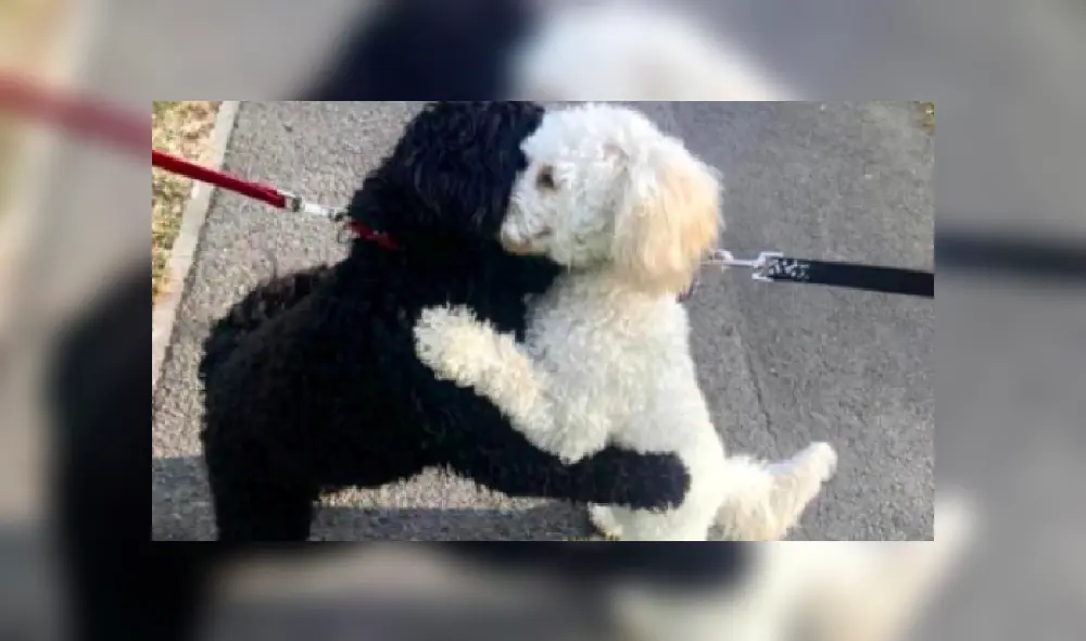 Desliza las imágenes para ver más detalles de este tierno reencuentro que ya es viral en Facebook. Desliza las imágenes para ver más detalles de este tierno reencuentro que ya es viral en Facebook.