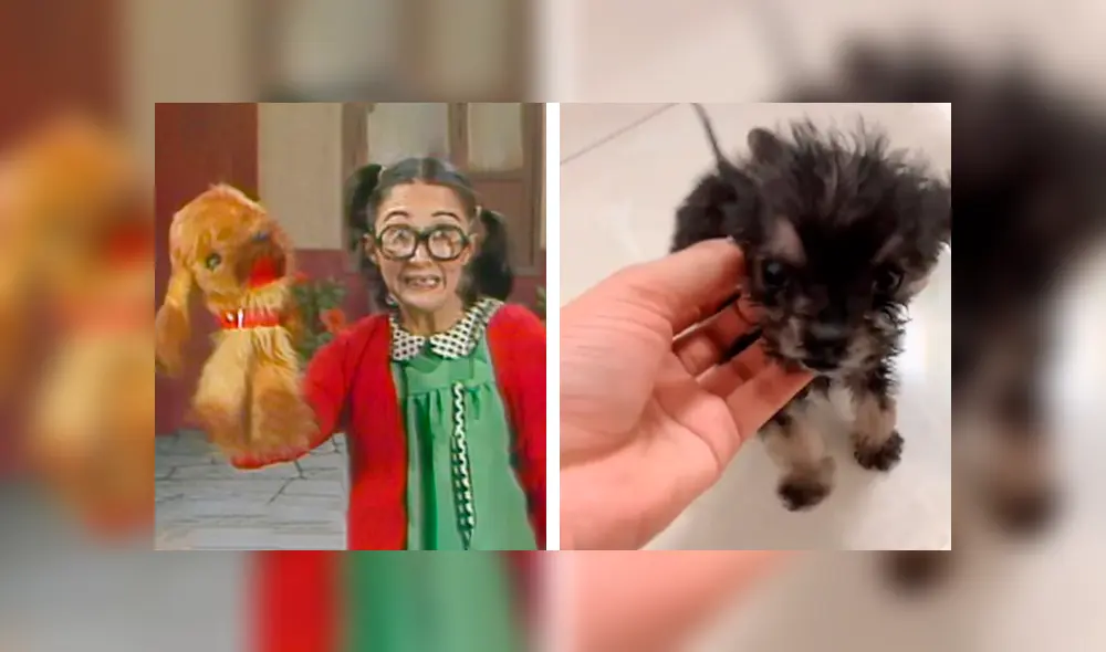 Desliza las imágenes para conocer el tierno comportamiento de un perro bebé al escuchar su canción favorita. Foto: Captura.