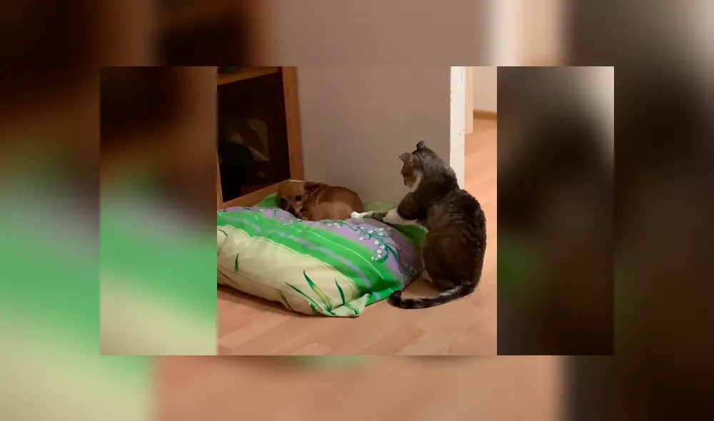 Desliza la imagen compartida en YouTube para verlas todas. Foto: ViralHog Desliza la imagen compartida en YouTube para verlas todas. Foto: ViralHog