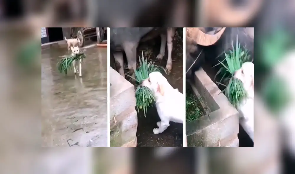 Facebook viral: perro alimenta a toros, luego de que su dueño sufriera accidente [VIDEO]