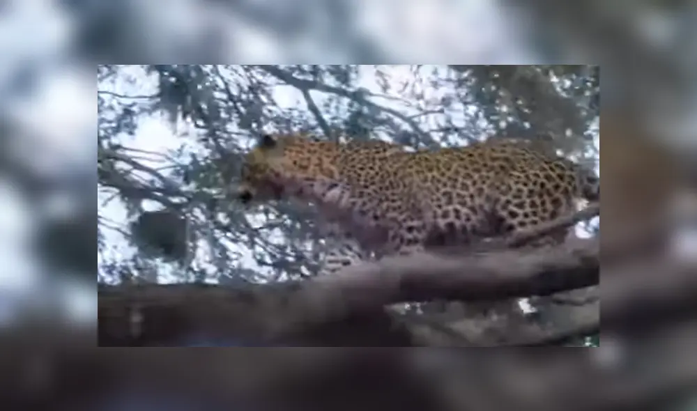 El leopardo trepó un enorme árbol para atrapar a un babuino, pero quedó ridiculizado al enfrentarse a uno de ellos.
