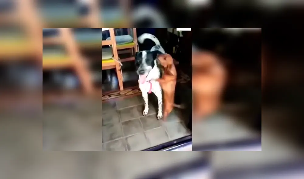 En Facebook, un perro tuvo un emotivo recibimiento por parte de su amigo que se emocionó al verlo otra vez. En Facebook, un perro tuvo un emotivo recibimiento por parte de su amigo que se emocionó al verlo otra vez.