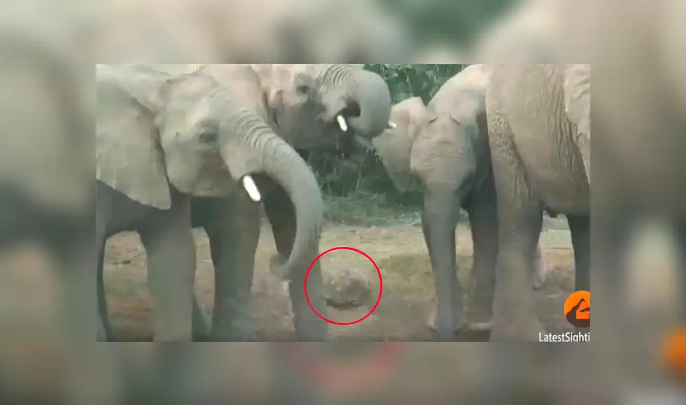 Un video viral de Facebook registró la brutal escena en que una tortuga se salvó de morir aplastada por una estampida de elefantes en la sabana africana.