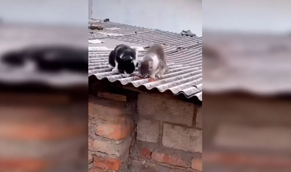 Desliza las imágenes para apreciar el noble gesto de una familia para alimentar a unos felinos abandonados. Foto: Captura de Facebook