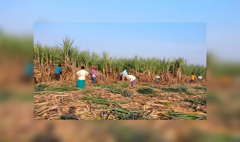 Leopardo se come a un niño y hiere de gravedad a otro mientras jugaban frente a sus casas