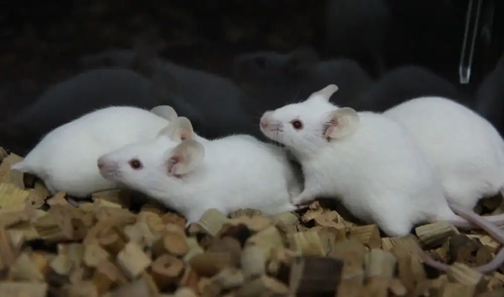 Los resultados sugieren que la sincronización del ritmo es innato a los ratones, al igual que los humanos. Foto: AFP