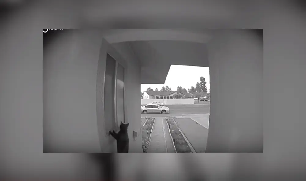 Desliza hacia la izquierda para ver la travesura que gato hizo y se volvió viral en YouTube.