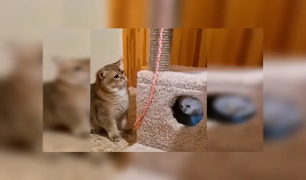 YouTube viral: gato se pone celoso de la nueva mascota de su dueño y lo encierra [VIDEO]