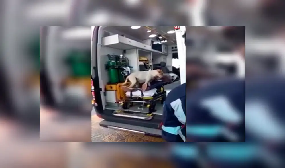 En Facebook, un perro conmovió con su reacción al mantenerse junto a su dueño en los momentos difíciles. En Facebook, un perro conmovió con su reacción al mantenerse junto a su dueño en los momentos difíciles.