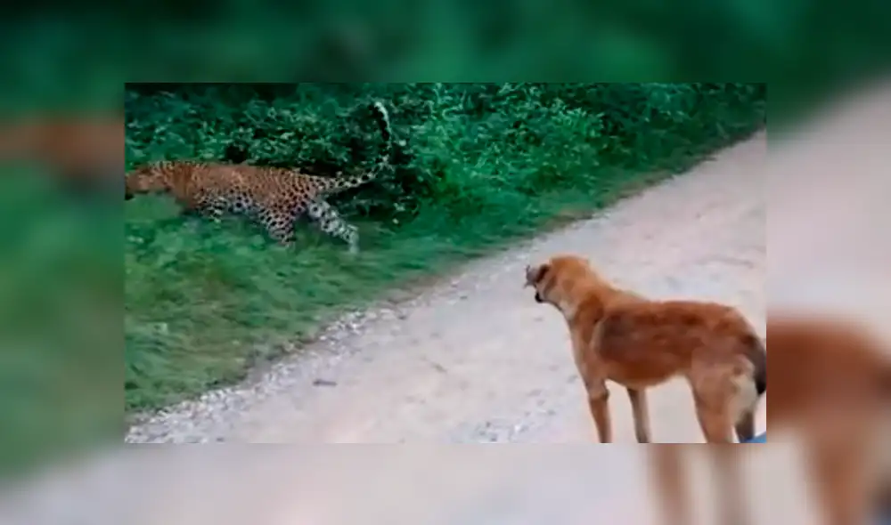 Vía Facebook: perro que fue abandonado por familia es atacado por un feroz otorongo