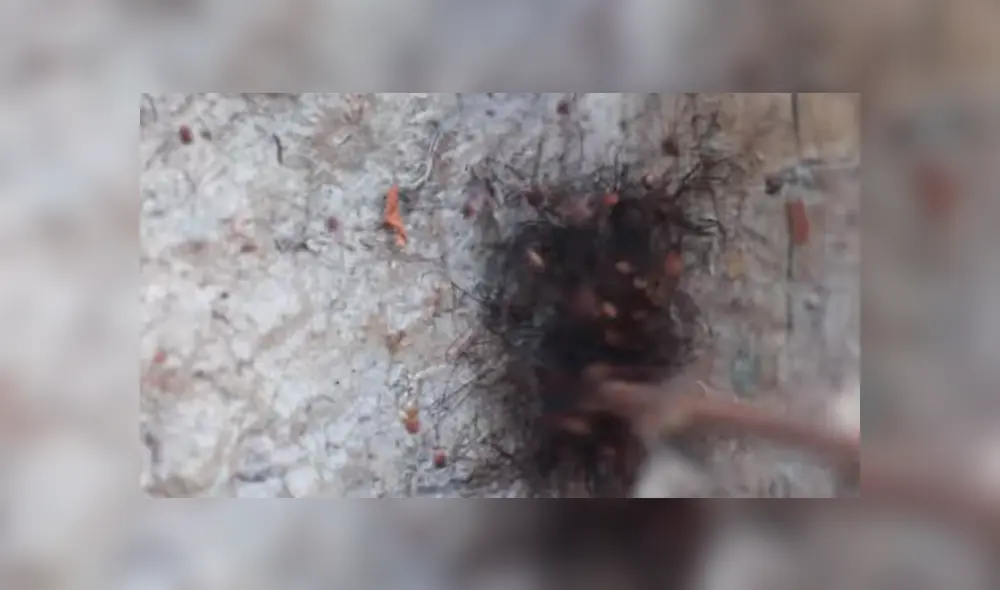 YouTube viral: Encuentra extraña bola de pelos, pero queda perplejo al ver cientos de peligrosas criaturas [VIDEO] 