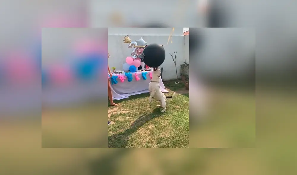 Desliza las imágenes para apreciar la acción de un perro para que sus dueños conozcan el sexo de su bebé. Fotocaptura: Facebook. Desliza las imágenes para apreciar la acción de un perro para que sus dueños conozcan el sexo de su bebé. Fotocaptura: Facebook.