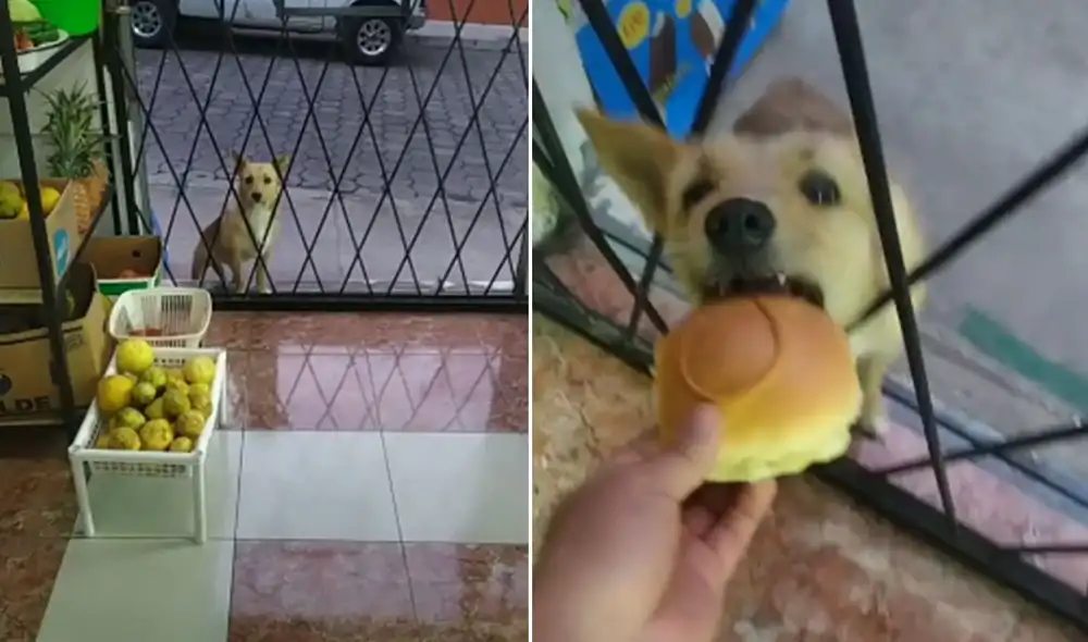 El hambriento can esperó a que la bodega abra para que su dueño le invite un poco de comida. Foto: captura de TikTok