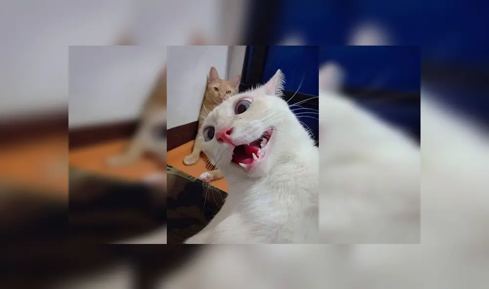 Facebook viral: divertido gatito utiliza celular de dueño para tomarse 'selfies' y este es el resultado [FOTOS]
