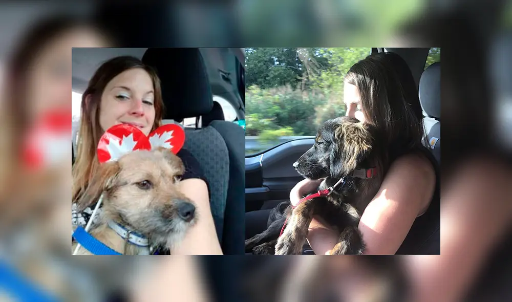 perro callejero Lima 2019