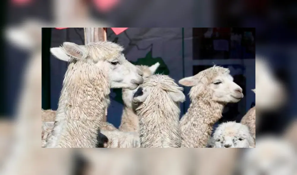 La medida del Minagri con las alpacas beneficiará a ocho regiones. Foto: Minagri. La medida del Minagri con las alpacas beneficiará a ocho regiones. Foto: Minagri.
