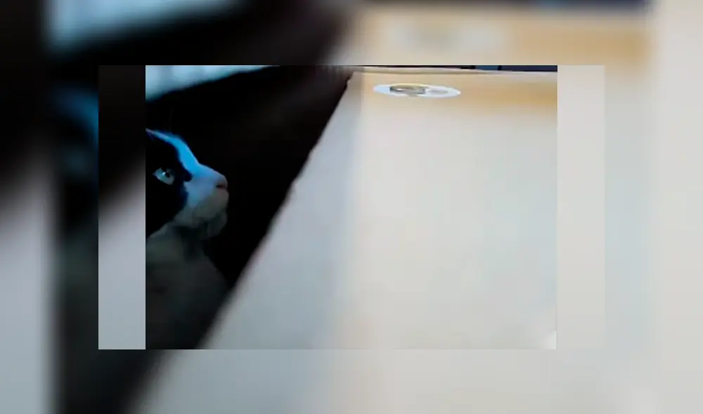 Desliza las imágenes hacia la izquierda para apreciar el entretenido momento entre un joven junto a su gato. Foto: Captura.