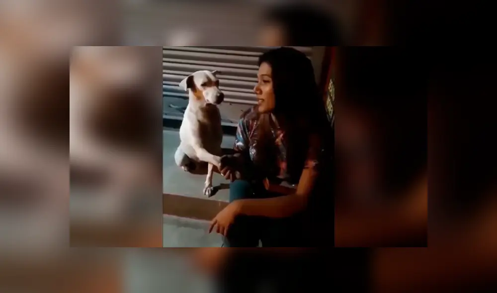 Desliza las imágenes para apreciar el amoroso comportamiento de un perro tras recibir unas caricias.