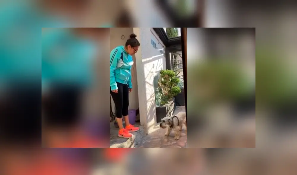 Desliza las imágenes para observar la conmovedora reacción de un perro al ser ‘regañado’ por su dueña. Foto: Captura.