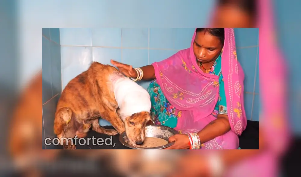 Desliza hacia la izquierda para ver las imágenes del proceso de recuperación de un perro callejero que fue hallado con larvas en el cuerpo. El video es viral en Facebook. Desliza hacia la izquierda para ver las imágenes del proceso de recuperación de un perro callejero que fue hallado con larvas en el cuerpo. El video es viral en Facebook.