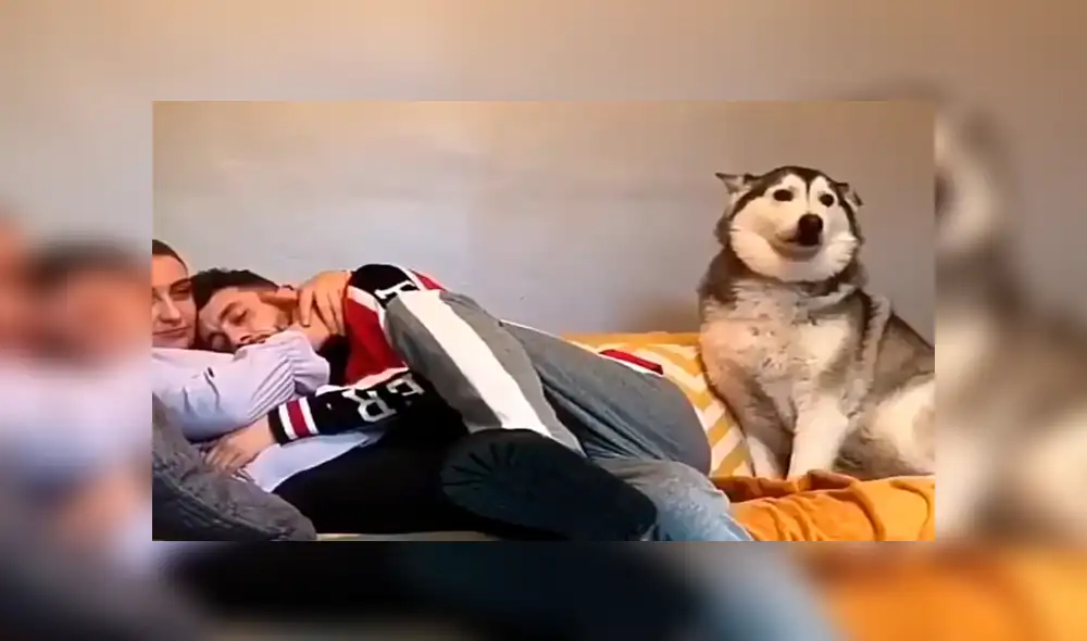 Facebook viral: perro celoso tiene increíble al ver a chico abrazar a su dueña sorprende a usuarios [VIDEO] 