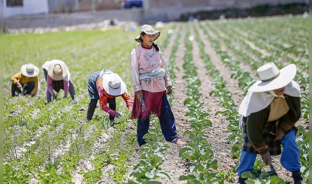 AFECTADOS. Productores que se benefician del bono solo son los que tienen chacras de hasta 5 hectáreas. AFECTADOS. Productores que se benefician del bono solo son los que tienen chacras de hasta 5 hectáreas.