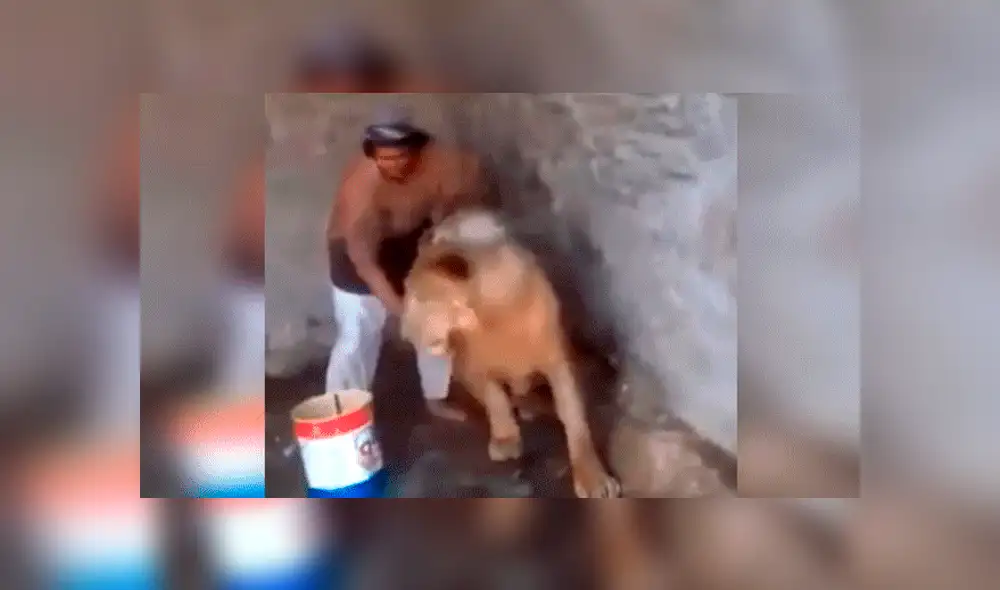 YouTube viral: Este león se dejó bañar cual pequeño gato por hombre que ingresó a su jaula [VIDEO] 