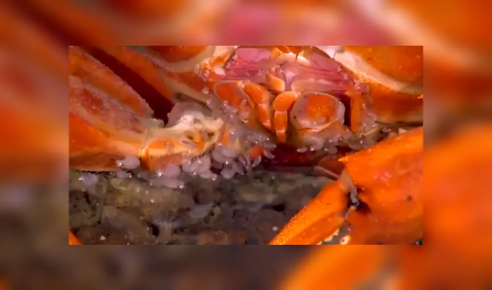Un grupo de buzos se topó con un cangrejo devorando a sus crías.