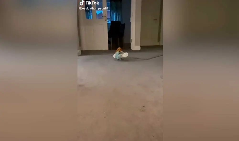 Desliza las imágenes para ver la curiosa escena que protagonizó este pequeño perro al escuchar que su dueña llegó a casa. Foto: captura de TikTok/@jessicathompson871 Desliza las imágenes para ver la curiosa escena que protagonizó este pequeño perro al escuchar que su dueña llegó a casa. Foto: captura de TikTok/@jessicathompson871
